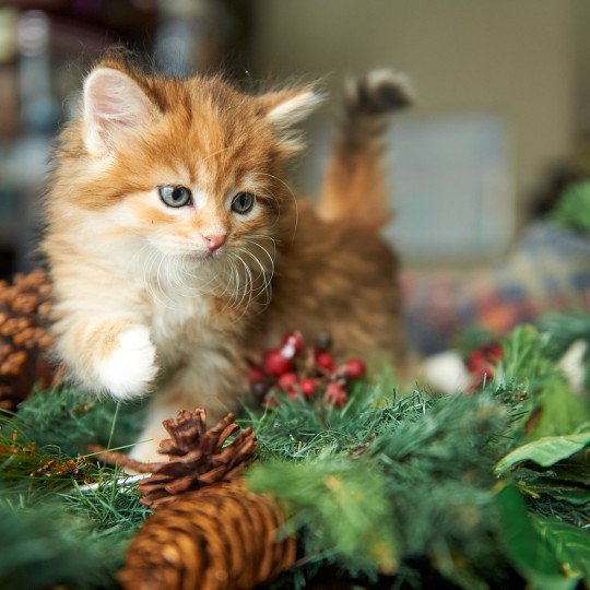 Sister Bear (Aria J) Female Siberian Cat