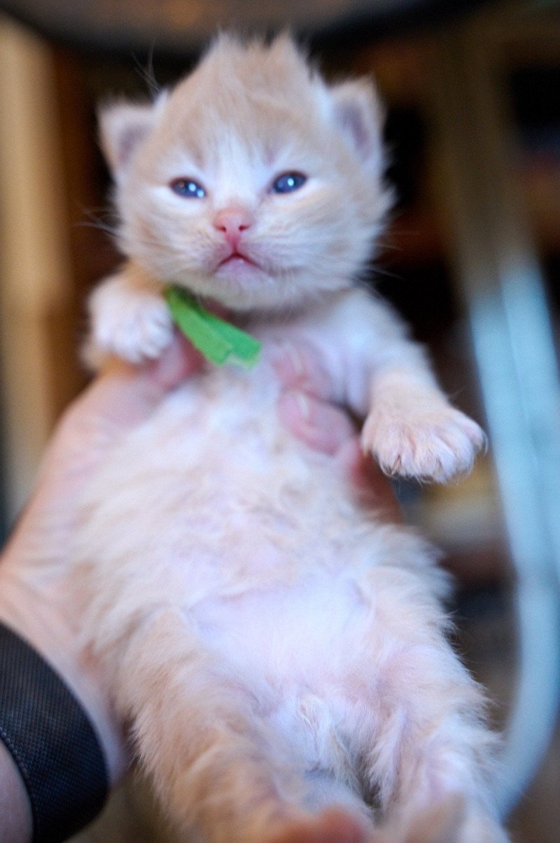 GREEN collar (Lirra C) Male Siberian Cat