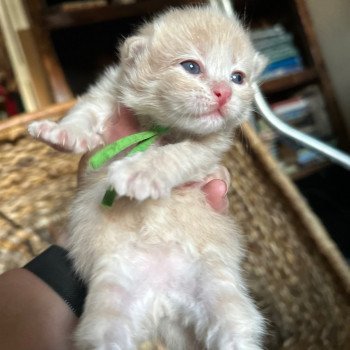 kitten Siberian Cat red tabby green collar Spellbound Siberian Cats