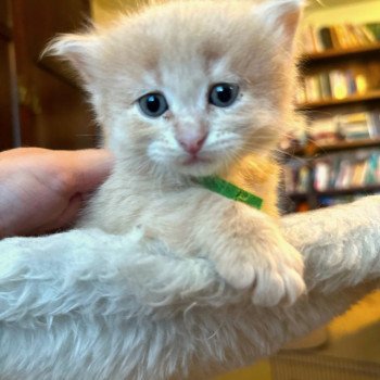 kitten Siberian Cat red tabby green collar Spellbound Siberian Cats