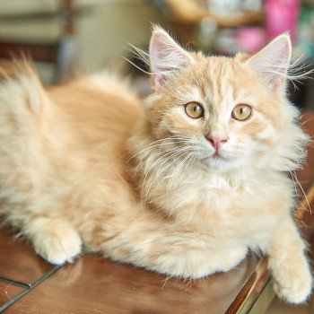 kitten Siberian Cat red tabby Link (green collar) (Arabesque G) Spellbound Siberian Cats