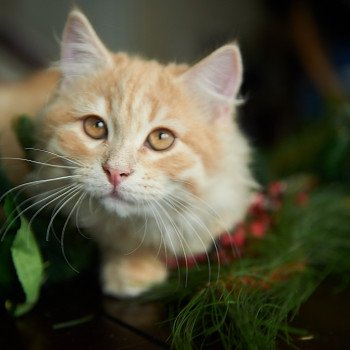 kitten Siberian Cat red tabby Link (green collar) (Arabesque G) Spellbound Siberian Cats