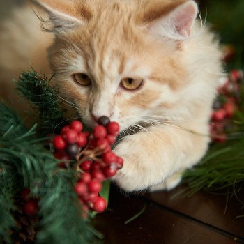 kitten Siberian Cat red tabby Link (green collar) (Arabesque G) Spellbound Siberian Cats