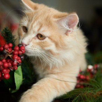 kitten Siberian Cat red tabby Link (green collar) (Arabesque G) Spellbound Siberian Cats