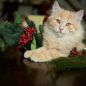 kitten Siberian Cat red tabby Link (green collar) (Arabesque G) Spellbound Siberian Cats