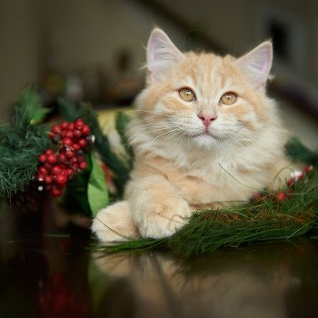 kitten Siberian Cat red tabby Link (green collar) (Arabesque G) Spellbound Siberian Cats