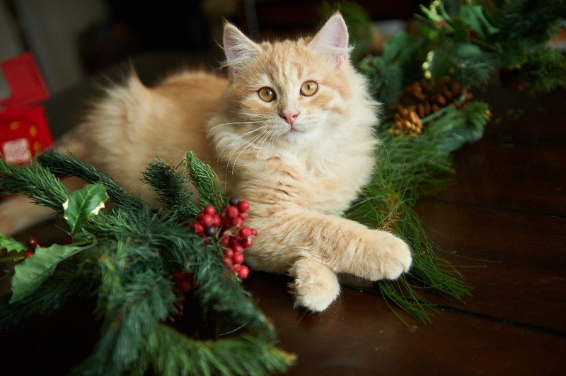 Biscuit (Link) (green collar) (Arabesque G) Male Siberian Cat