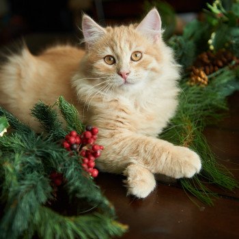 kitten Siberian Cat red tabby Link (green collar) (Arabesque G) Spellbound Siberian Cats