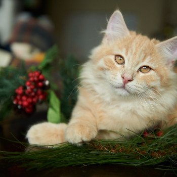 kitten Siberian Cat red tabby Link (green collar) (Arabesque G) Spellbound Siberian Cats