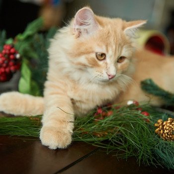 kitten Siberian Cat red tabby Link (green collar) (Arabesque G) Spellbound Siberian Cats