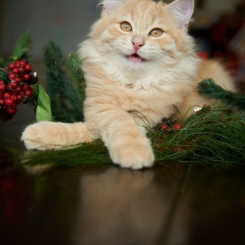 kitten Siberian Cat red tabby Link (green collar) (Arabesque G) Spellbound Siberian Cats