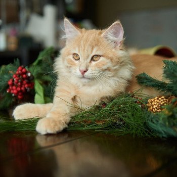 kitten Siberian Cat red tabby Link (green collar) (Arabesque G) Spellbound Siberian Cats