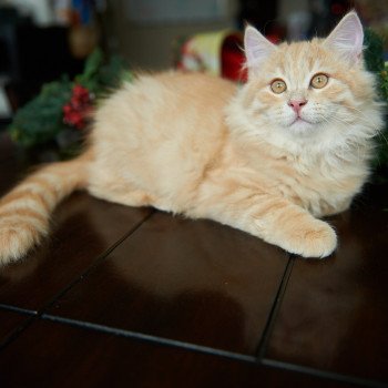 kitten Siberian Cat red tabby Link (green collar) (Arabesque G) Spellbound Siberian Cats