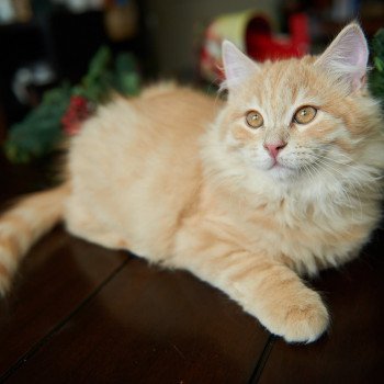 kitten Siberian Cat red tabby Link (green collar) (Arabesque G) Spellbound Siberian Cats