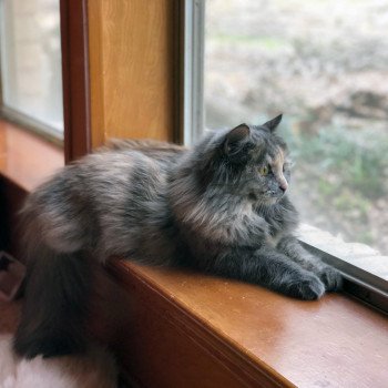 cat Siberian Cat Arabesque Strana Chudes Spellbound Siberian Cats