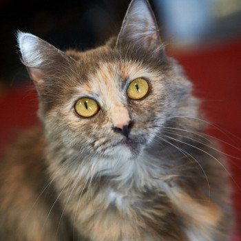 cat Siberian Cat blue tortie Arabesque Strana Chudes Spellbound Siberian Cats