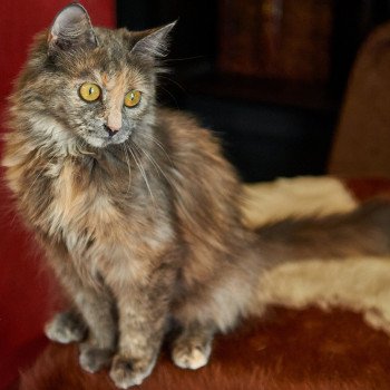 cat Siberian Cat blue tortie Arabesque Strana Chudes Spellbound Siberian Cats