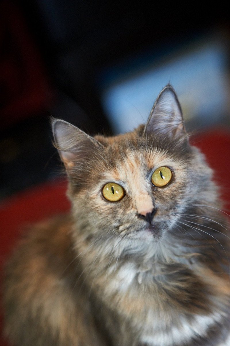 Arabesque Female Siberian Cat