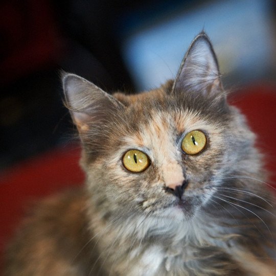 Arabesque Female Siberian Cat