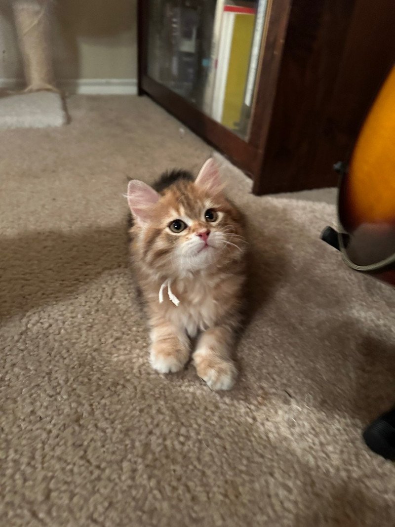 Misha Female Siberian Cat