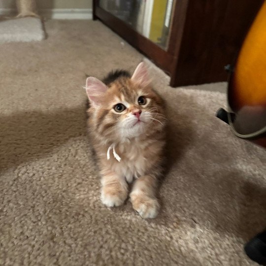 Misha Female Siberian Cat