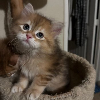 kitten Siberian Cat black tortie Kitten 2 Spellbound Siberian Cats