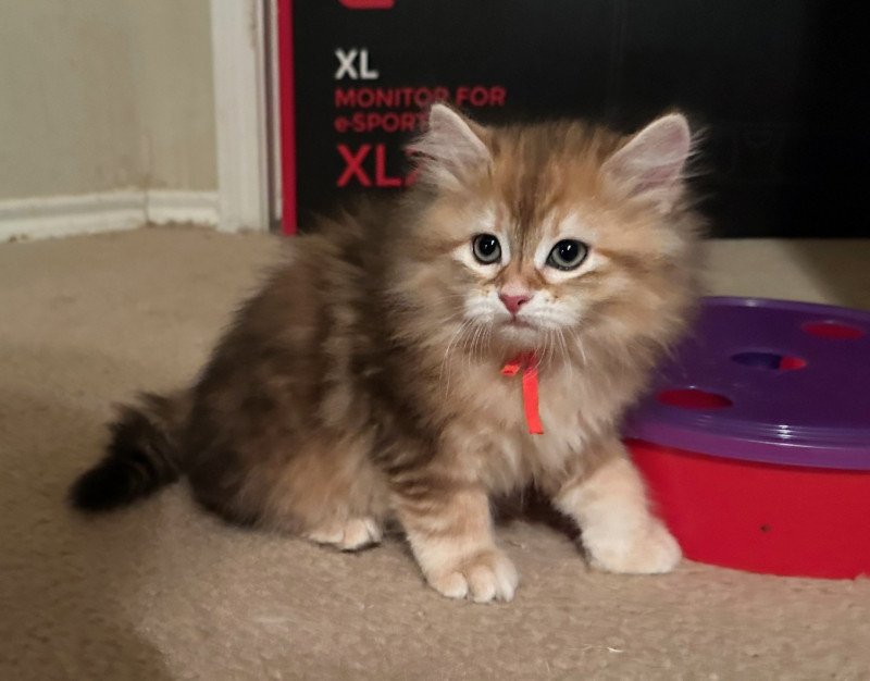 Starr Female Siberian Cat