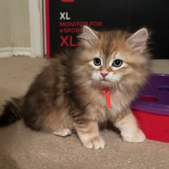 Starr Female Siberian Cat