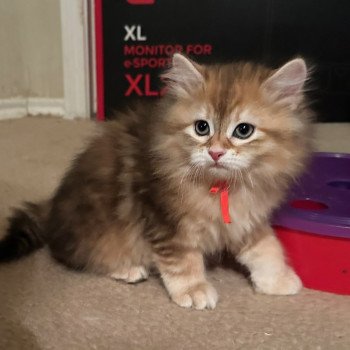 kitten Siberian Cat black tortie Kahlúa (LuLu/2lu) Spellbound Siberian Cats