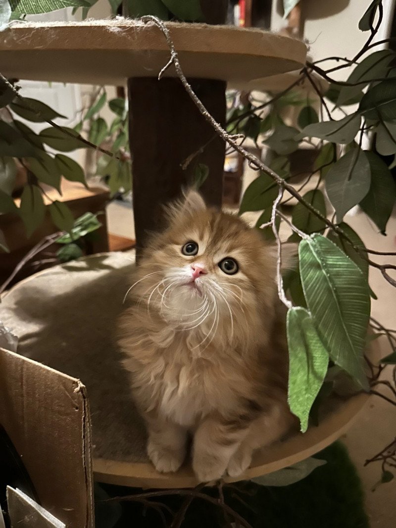 Poppy Female Siberian Cat