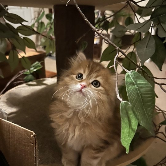 Poppy Female Siberian Cat