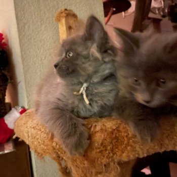 kitten Siberian Cat blue Lazslo (white) Spellbound Siberian Cats