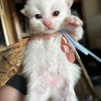 kitten Siberian Cat cream point light blue collar Spellbound Siberian Cats