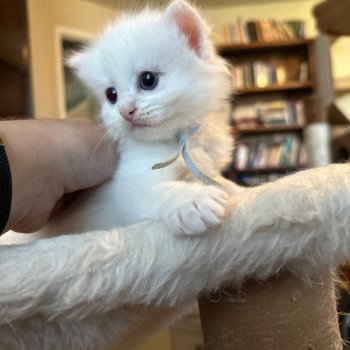 kitten Siberian Cat cream point light blue collar Spellbound Siberian Cats