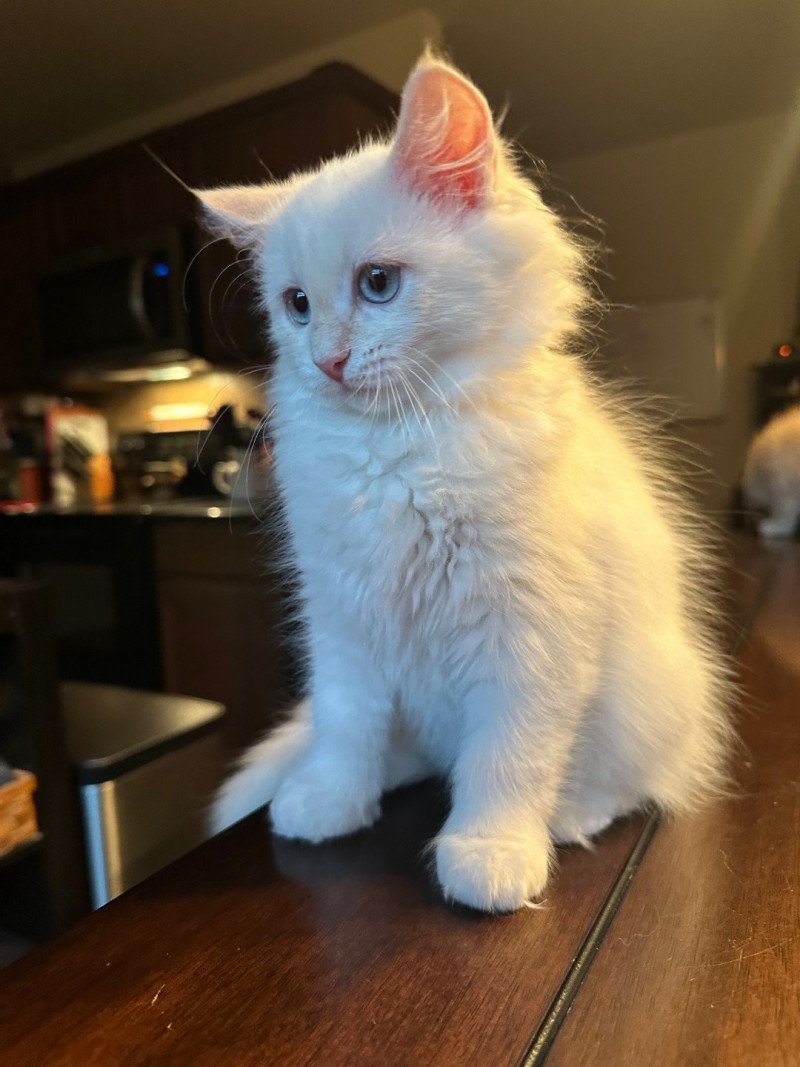 Charlotte (Arabesque G) Female Siberian Cat