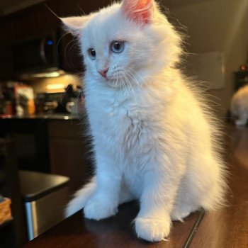 kitten Siberian Cat cream point Charlotte (Arabesque G) Spellbound Siberian Cats