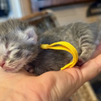 kitten Siberian Cat blue tabby YELLOW collar (Lirra C) Spellbound Siberian Cats