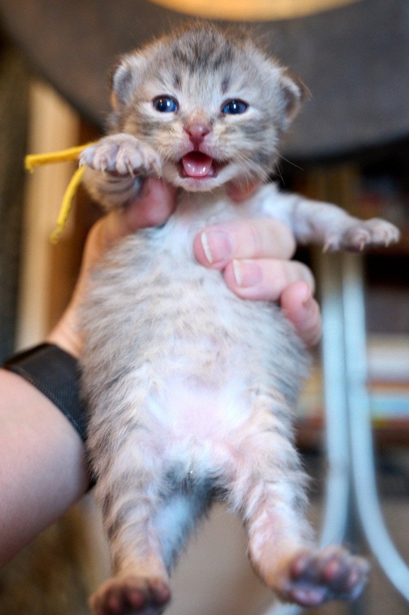 YELLOW collar (Lirra C) Female Siberian Cat