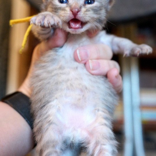 YELLOW collar (Lirra C) Female Siberian Cat