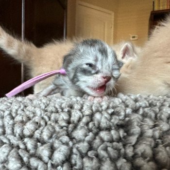 kitten Siberian Cat blue white tabby Lilac Collar (Lirra B) Spellbound Siberian Cats