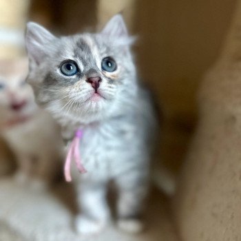 kitten Siberian Cat blue white tabby Lilac Collar (Lirra B) Spellbound Siberian Cats