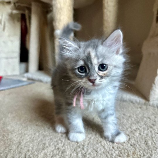 Lilac Collar (Lirra B) Female Siberian Cat