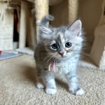 kitten Siberian Cat blue white tabby Lilac Collar (Lirra B) Spellbound Siberian Cats