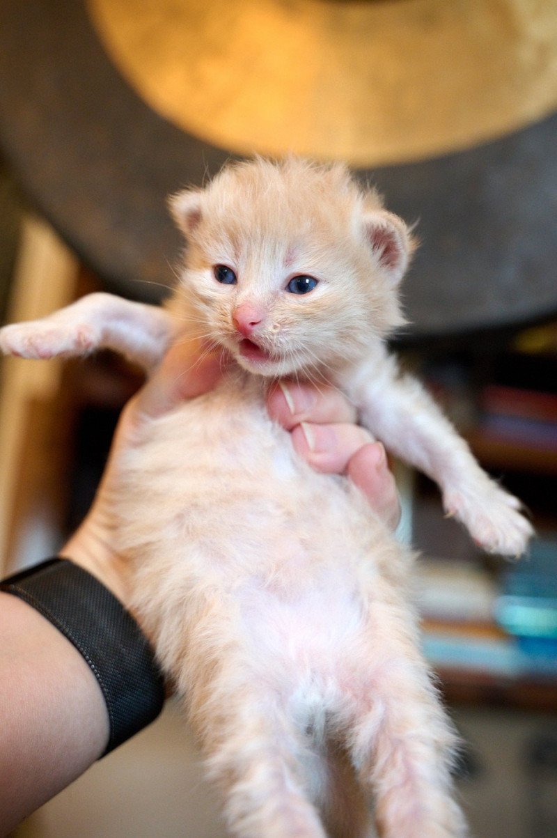 LILAC collar (Lirra C) Female Siberian Cat