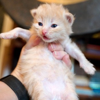 kitten Siberian Cat red tabby LILAC collar (Lirra C) Spellbound Siberian Cats