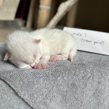 kitten Siberian Cat cream point Male 1 Spellbound Siberian Cats