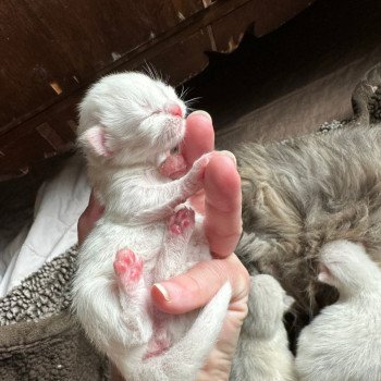 kitten Siberian Cat cream point Male 1 Spellbound Siberian Cats