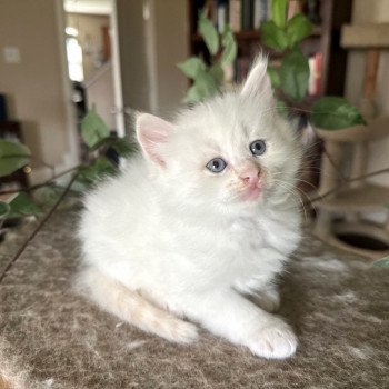 kitten Siberian Cat cream point Male 1 Spellbound Siberian Cats