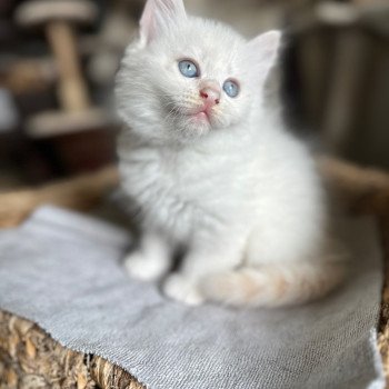 kitten Siberian Cat cream point Male 1 Spellbound Siberian Cats