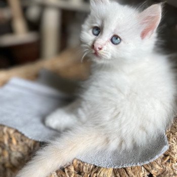 kitten Siberian Cat cream point Male 1 Spellbound Siberian Cats